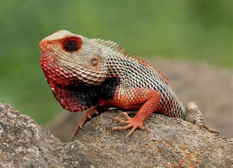 Pet Lizard Types Small Pets Animals Us