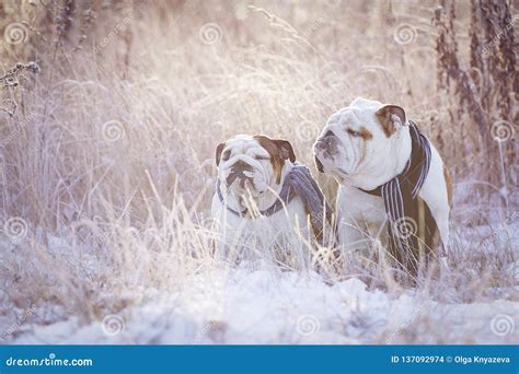 Two English Bulldogs Sit Among The Snow Covered Grass In Scarves Stock