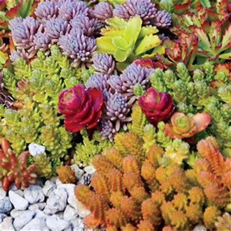 Zona 9 full sun plants: Sedum Carpet Product Information: Light: Full sun to ...