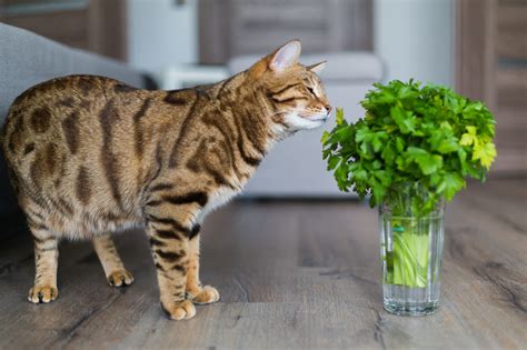 Toxic Food For Cats Pet Insurance Review
