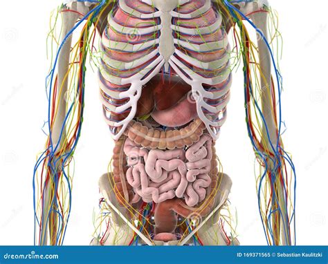 Abdominal Anatomy Diagram Abdominal Anatomy Medical Illustration Images And Photos Finder