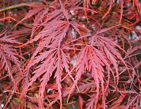 Crimson Queen Japanese Maple — Affordable Trees