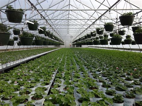 Your Best Greenhouse Is Your Best Bet For Growing Vegetables
