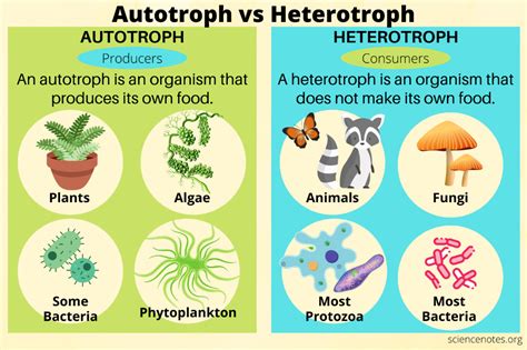 Autotroph Vs Heterotroph Protists Learn Biology Biology