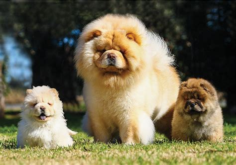 Chow Chow Breeds