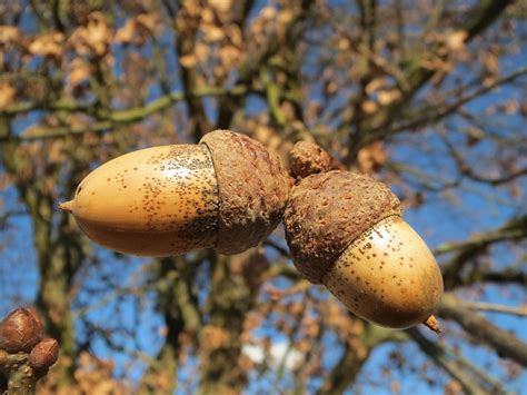 7 Easy To Find ‘wild Nuts Your Ancestors Ate Every Fall Off The Grid