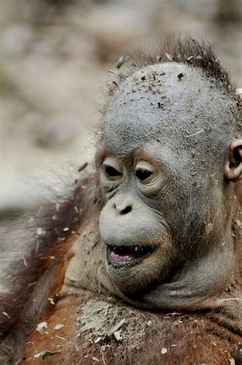 Borneo Orangutan Photo By Wiwik Astutik — National Geographic Your Shot