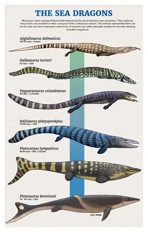 The Sea Dragons Mosasaur Evolution By Julio Lacerda Prehistoric