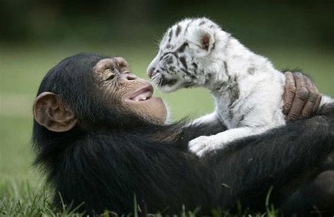 13 Photos Of Animal Hugs That Prove Love Knows No Species Trendfrenzy