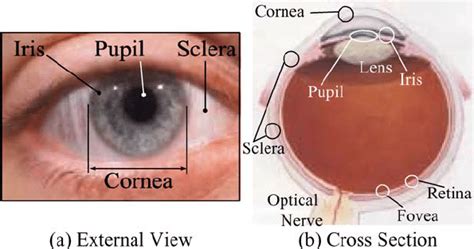 Eye Anatomy Muscle Cornea Iris Conjunctiva Sclera Pup