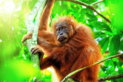 See more ideas about rainforest animals, cute animals, rainforest. Orangutan cute baby in tropical rainforest. Sumatra ...