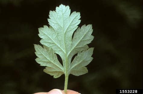 Mugwort Artemisia Vulgaris