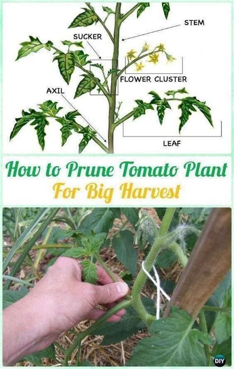 How To Prune Tomato Plants Growing Tomato Plants Tomato Pruning