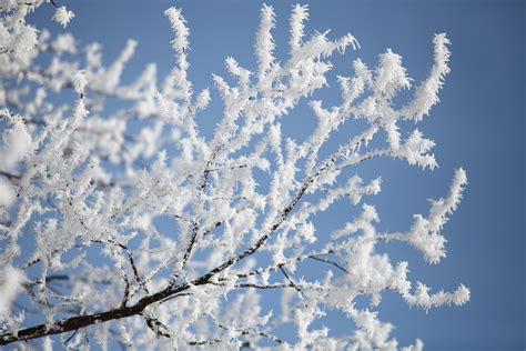 Ice Tree Branches Hd Wallpaper