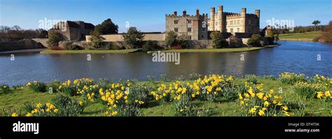 Spring Daffodil Flowers At Leeds Castle Kent England Uk Stock Photo Alamy