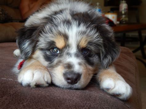 meet spud the most well behaved and photogenic rescue aussie pup ever rescue puppies