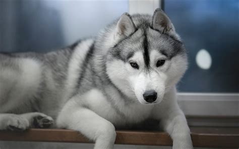 Download Wallpapers Husky Dog Little Puppy Cute Animals Puppies