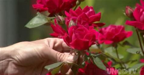 Almanac Gardener Controlling Rose Rosette Disease Pbs