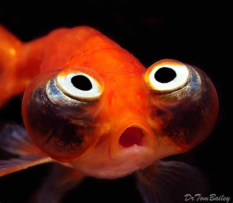 Goldfish Celestial Goldfish Aquarium Fish Cool Fish