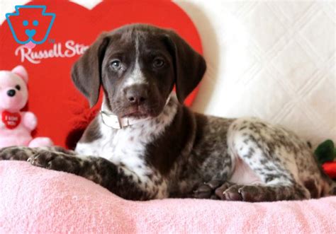 They are of a medium build, with a long body that is wider in the chest (barreled) and. Cora | German Shorthaired Pointer Puppy For Sale ...