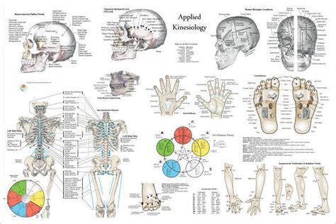 Applied Kinesiology Poster 24 X 36 Clinical Charts And Supplies