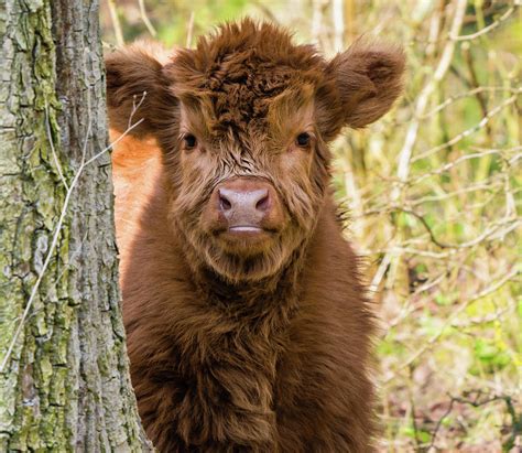 Scottish Highland Cow Calf Photograph By Tosca Weijers Pixels