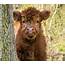 Scottish Highland Cow Calf Photograph By Tosca Weijers