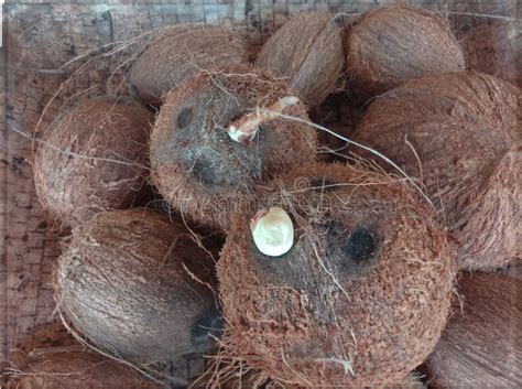 A Pile Of Germinating Coconut Without Husk Stock Photo Image Of