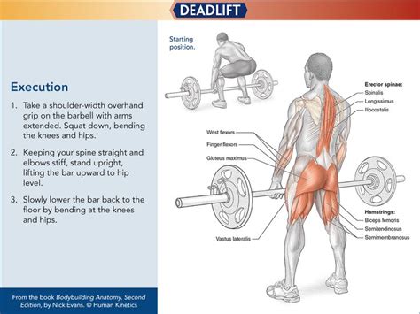 Bodybuilding Anatomy 2nd Edition Deadlift Gym Design Interior Gym