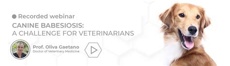 Canine Babesiosis A Challenge For Veterinarians Biogal Academy