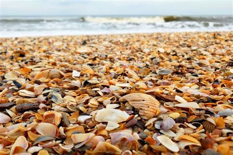 16 Best Shelling Beaches In Florida You Should Visit · Poor In A
