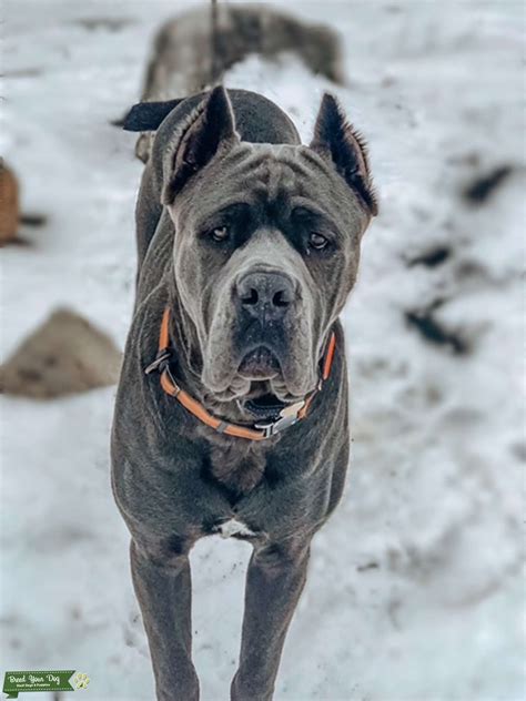 Iccf Registered Cane Corso Stud Grey Stud Dog In Michigan The