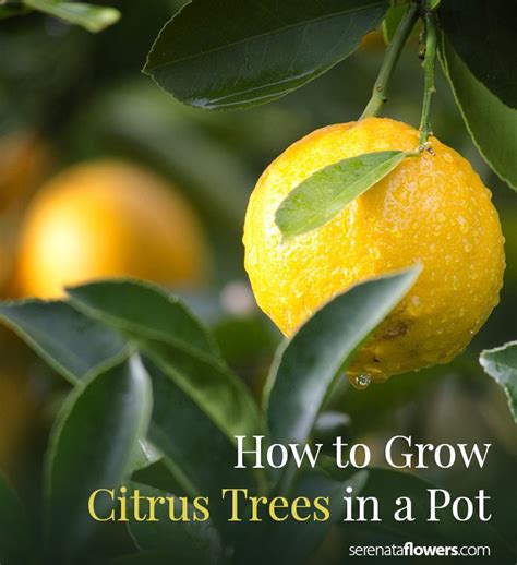 How To Grow Citrus Trees At Home Pollen Nation Nutrition Nutrition