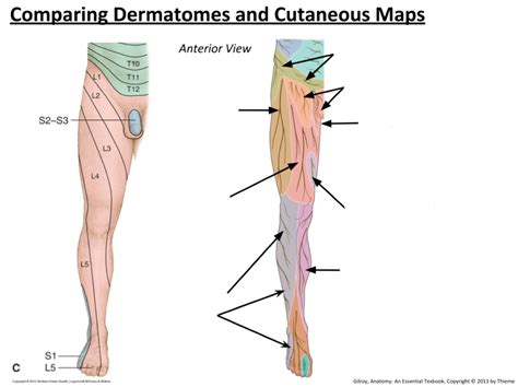 Dermatomes And Cutaneous Map Anterior Leg Diagram Quizlet The Best