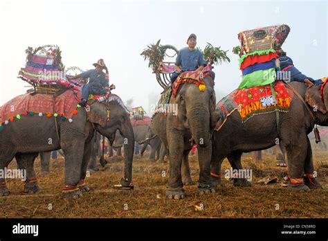Laos Sainyabuli Province Hongsa Elephant Festival Elephant