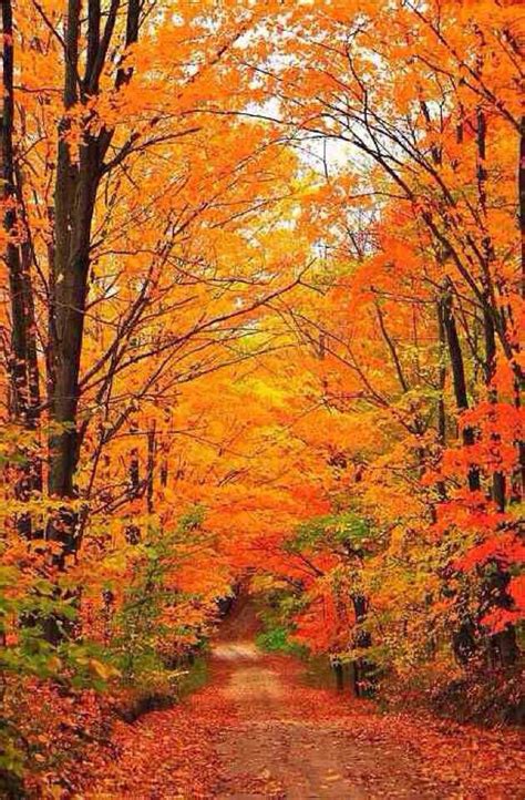 Amazing Path In The Fall Autumn Scenery Autumn Scenes Autumn Trees