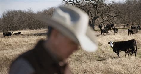 Texas Cattle Ranchers Struggling In Face Of Drought Texas Dallas News