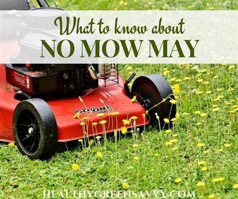No Mow May How To Protect Pollinators In Your Yard