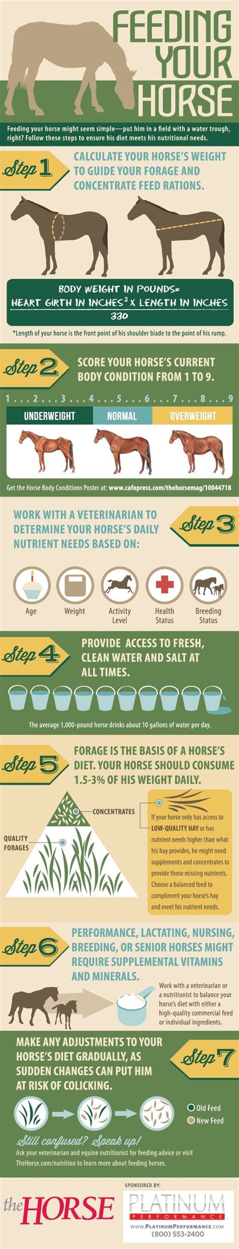 Infographic Feeding Your Horse Equine Nutrition Horse Nutrition