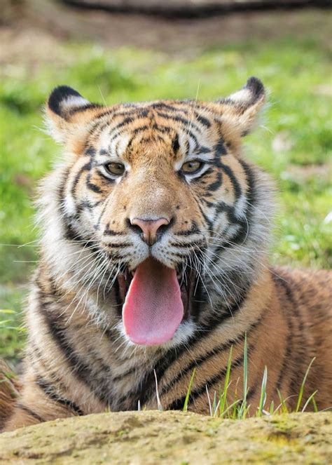 Tiger Sticking Tongue Out Stock Image Image Of Tiger 42657885