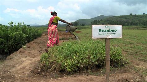 Livelihoods Agroforestry Project In Araku India Youtube