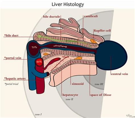 The stellate fat storing cell. Liver Histology - Gastrointestinal - Medbullets Step 1