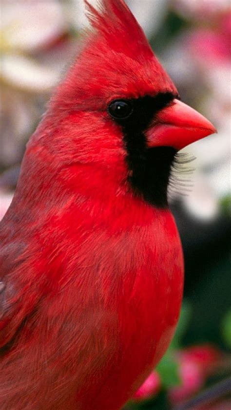 Cardinal Bird Wallpaper 52 Pictures