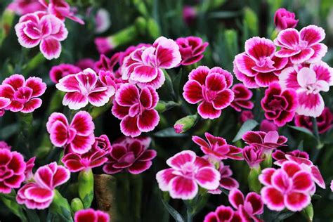 Perennial Plants That Bloom All Summer Image To U