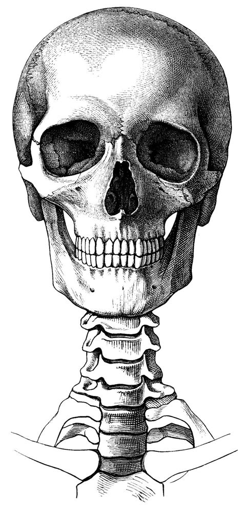Crane Gene Essais Skeleton Drawings Skulls Drawing Skeleton Art