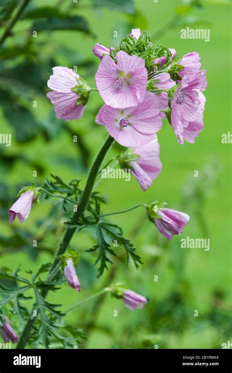 White And Pink Blooming Sidalcea Checkerbloom With Green Blurry