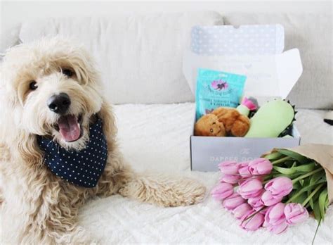 Pet treater gifted me with a free box in exchange for an honest review. 17 Best Monthly Dog Subscription Boxes - Urban Tastebud