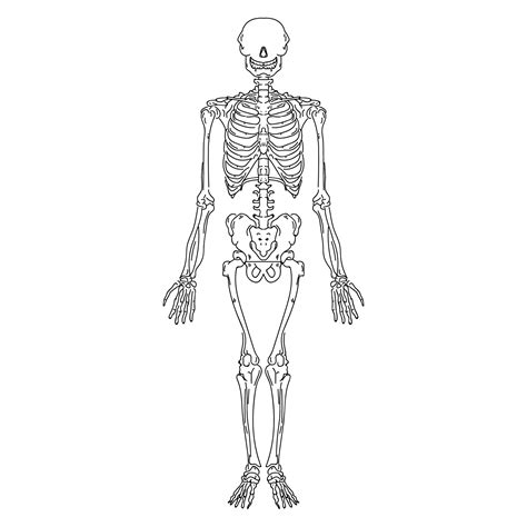 Esqueleto Humano Dibujo Cómo Dibujar Un Esqueleto Humano Paso A
