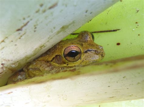 Frog In Hiding This Cuban Tree Frog Native To The Bahamas Flickr