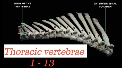 Thoracic Vertebrae 1 13 Anatomy Youtube